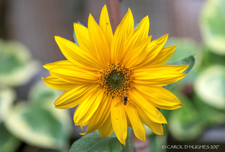 HOVERFLY ON SUNFLOWER